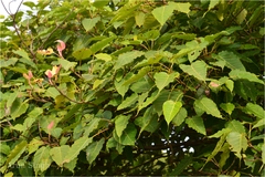 Ficus arnottiana